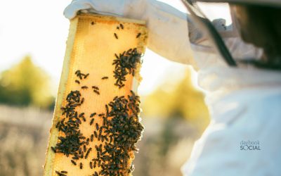 What Beekeeping Teaches Us About Online Communities